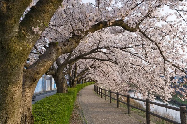 Danh sách tuyển chọn những địa điểm tham quan hấp dẫn nhất tại Tottori