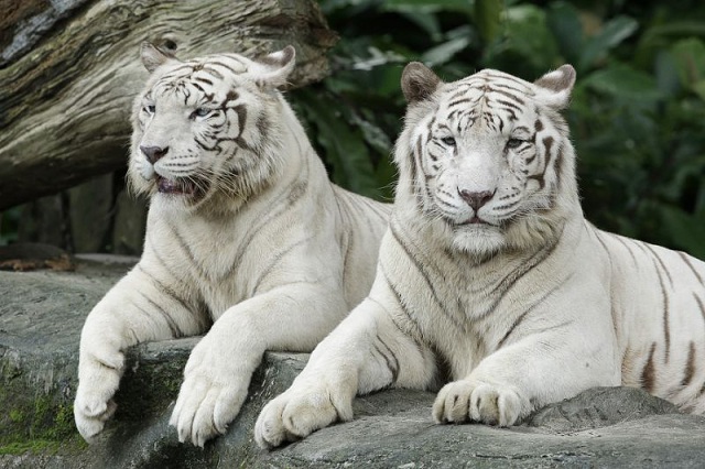Hổ trắng quý hiếm ở Singapore Zoo Hổ trắng quý hiếm ở Singapore Zoo