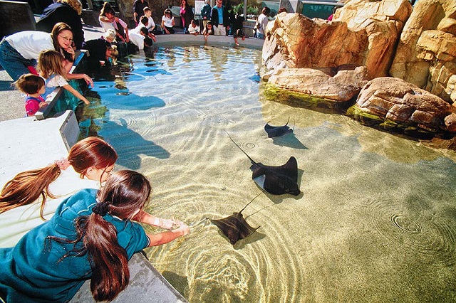 Thủy cung Thái Bình Dương, một trong những điểm đến được yêu thích nhất ở Los Angeles Thủy cung Thái Bình Dương, một trong những điểm đến được yêu thích nhất ở Los Angeles