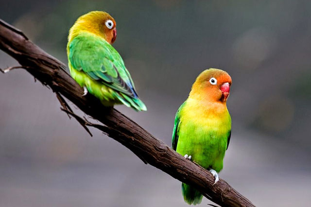 Những chú vẹt sinh sống tại vườn thú Atlanta Những chú vẹt sinh sống tại vườn thú Atlanta