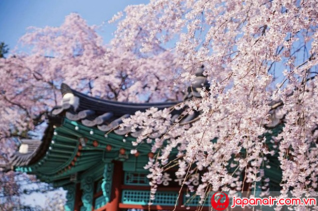 Hoa anh đào nở rực khắp chốn ở thủ đô Tokyo Hoa anh đào nở rực khắp chốn ở thủ đô Tokyo