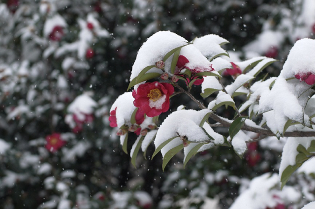Sơn Trà mộc mạc khoe sắc giữa những ngày mùa đông Sơn Trà mộc mạc khoe sắc giữa những ngày mùa đông